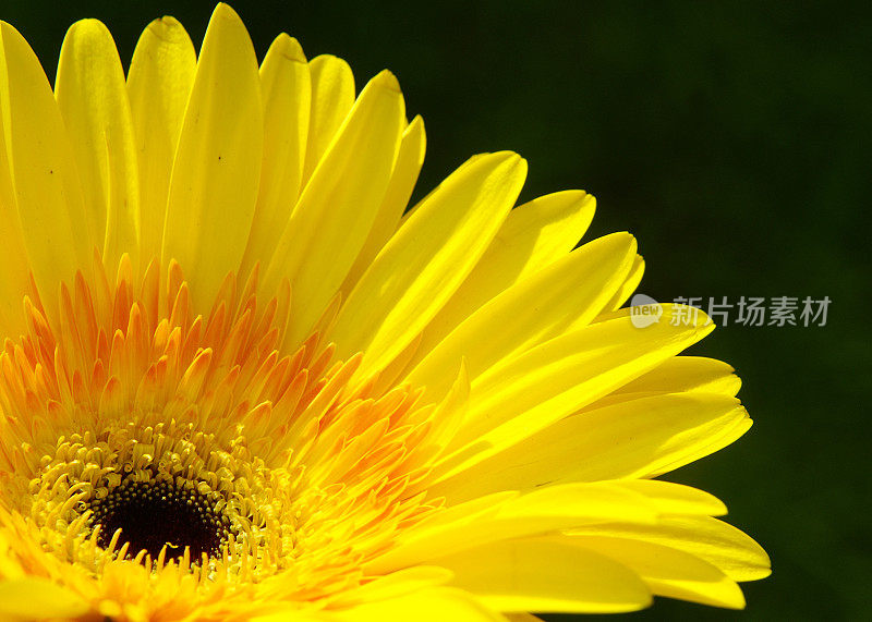 黄色Daisy-Gerbera 2